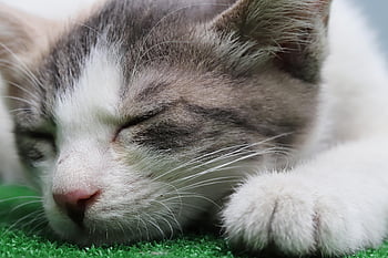 cat, stray Cat, gilnyangyi, animal, pet, kitten, cute, baby Cats, pets, meow, nature