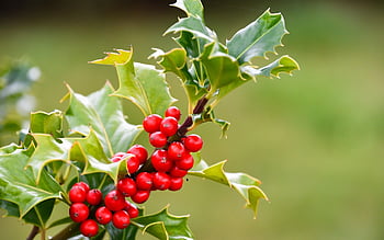 kristtorn, frugter, afdeling, blade, ilex aquifolium, træ, plante, løvfældende træ, røde bær, flora, natur