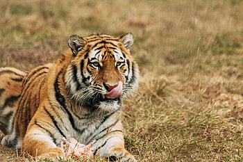 tiger, slickande mun, vilar, gräs, Zoo, majestätisk tiger, utomhusmiljöer, ligger på gräset, tigernäsa, tiger tunga, zoo -livsmiljö