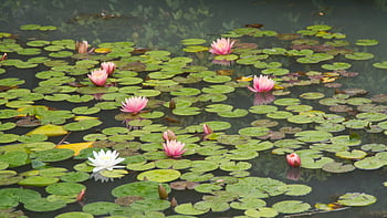 water lotus pond, aquatic, blossoms, calm, flowers, garden, lake, leaf, plant, relax, zen