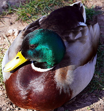 eend, wilde eend, vogel, waterwild, watervogel, dier, gevederte, veren, bek, dieren wereld, natuur