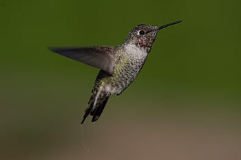 colibrì, uccello, animale, becco, piume, volare, volo, Ali, natura, avvicinamento, birdwatching