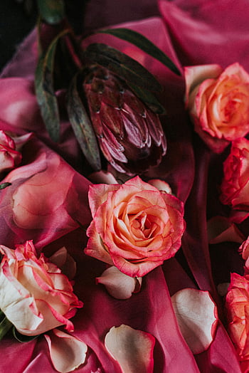 pink roses, protea flower, soft pink fabric, romantic atmosphere, flower arrangement, romantic flowers, pink rose petals, floral composition, romantic decor, pink floral arrangement, romantic setting