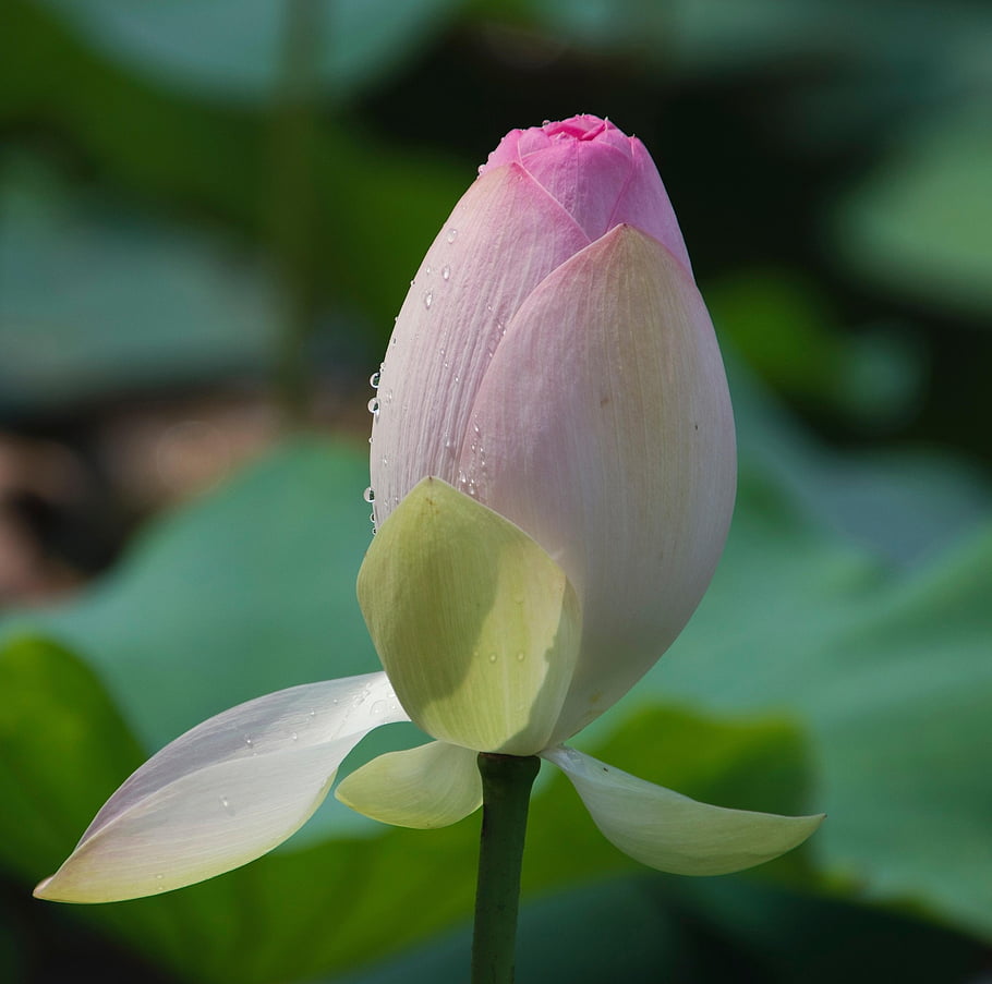 květ, lotus, pupen, rostlina, lotosový bud, růžový květ, okvětní lístky, leknín, vodní rostliny, rybník, Příroda
