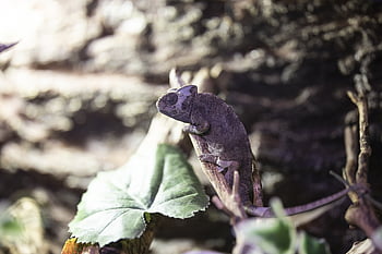 lizard, iguana, reptile, animal, exotic, dragon, creature, nature, tropical, scaly, wild