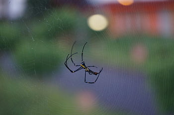 Argiope spider, macro photography, spider web, colorful background, dusk, detailed shot, nature photography, wildlife, close-up, insects, bokeh effect