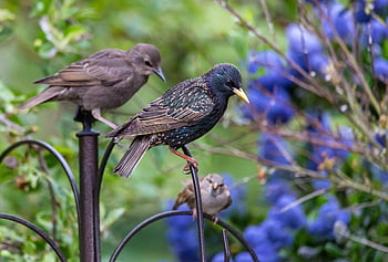 adult And Juvinile Starling, juvenile Starling, starling, close Up, bird, scavenger, black, blue, nature, wildlife, animal