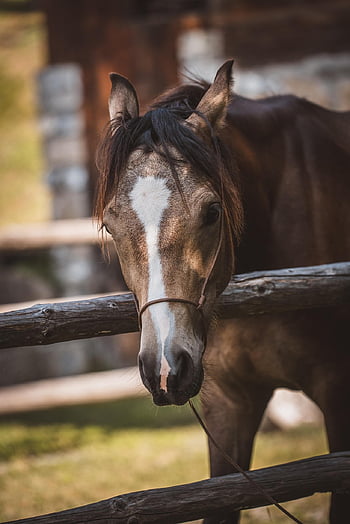 cavallo, animale, equini, capo, ritratto, equestre, mammifero, azienda agricola, animale da fattoria, cortile della fattoria, cavallo marrone