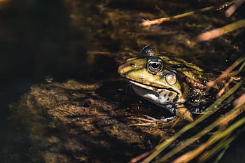 frog, animal, pond, water, nature, amphibian, swim, vertebrate, animal Photography, wildlife
