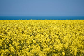 řepky, Pěstované pole, žluté květy, řepkový olej, pěstování, zemědělství, sklizeň, flóra, botanický, květinový