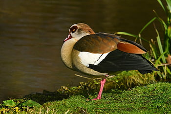 nile Goose, water Bird, animal, feather, plumage, nature, leg, bill, standing, pond, water's Edge