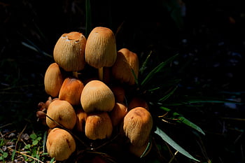 houby, les, houba, Příroda, rostlina, organický, divoký, přírodní, přízemní, hnědý, parazit