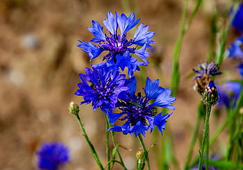 maismel, blå, felt, Wildflower, blomstret