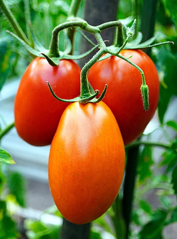 tomatoes, nature, vegetables, plant, fresh, food, organic, healthy, red Tomatoes, fruits
