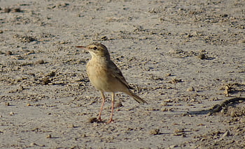 bird, tawny Pipit, anthus Campestris, passerine, fauna, wildlife, rajasthan, nature, india