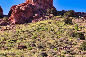desert, burro, donkey, animal, travel, tourism, lifestyle, wild, nature, jackass, arizona