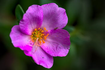 portulaca, růžový květ, portulacaceae, růžové okvětní lístky, žluté pestíky, květ, zahrada, romantický, barva, Příroda