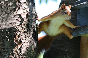 squirrel, rodent, nature, climbing, animal Photography, wildlife, animal