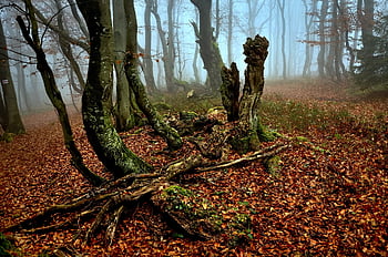 Bos, de mist, mysterie, manier, bomen, landschap, fabelachtig, natuur, bossen, humeur, boom