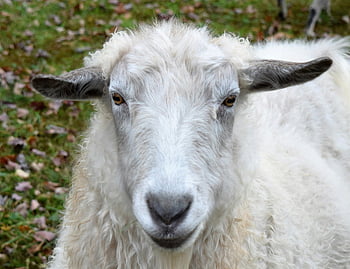 white sheep, green grass, fluffy white goat, soft fur, curious expression, close-up, detailed, outdoor, farm animal, nature, woolly