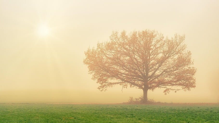 autumn, fog, sun, tree, fall, haze, foggy, grass, landscape, morning, sunrise