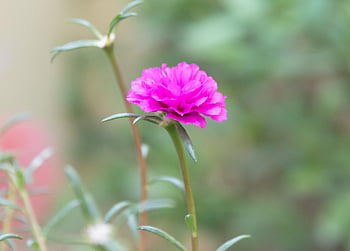 růžová šrucha, růžový květ, mech růže, květ, portulaca grandiflora, Příroda, zahrada, květinový, portulaca, nachový, růžový portulaka