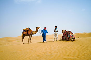 gurun, unta, perjalanan, mengangkut, pasir, bukit pasir, laki-laki, rajasthan, jaipur, alam, India