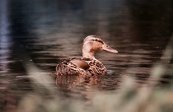 duck, water, bird, nature, animal, wildlife, water Bird, plumage, swim, lake