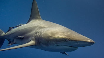 shark, south Africa, nature, africa, ocean, fish