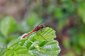 dragonfly On A Plant In The Field, bug, fly, plans, blossom, grass, garden, forest, insect, flower Wallpaper, animals