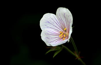 geranium Clarkei Kashmir White, flower Background, nature, flower Wallpaper, pelagonia, beautiful Flowers, white, garden Plant, summer, ge Aderd, petals