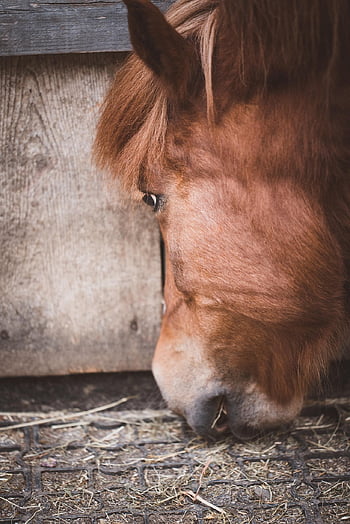hest, natur, ponni, hode, hesthodet, dyr, pattedyr, equine, nærbilde
