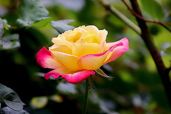 berwarna merah muda, rumpun mawar, warna kuning berjajar pink, semak berbunga, tanaman, taman, berkebun, hortikultura, botani, flora, kelopak