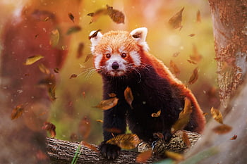 animal, red Panda, wildlife, nature, mammal, endangered, species, fauna, autumn, cute, lesser Panda