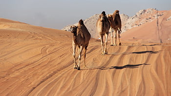 camels, desert, survival, off-grid Camel Trek, travel, uae Tourism, adventurer, middle East Camel Caravan, desert Wildlife, sand Dunes, arabian Desert