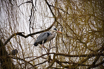 heron, bird, branches, gray Heron, great Blue Heron, ardea Cinerea, large Bird, animal, wildlife, plumage, nature