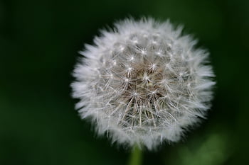 dandelion, seeds, flying Seeds, pointed Flower, nature, spring, flying, faded
