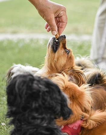 chihuahua papillon, kutya, bolyhos, vegyes fajta kutya, táplálás, háziállat, házi kedvenc, emlős, aranyos, papillon, állat