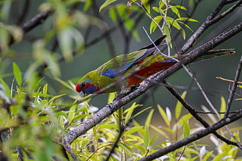 crimson rosella, Rosella, papagáj, madár, platycercus elegans, madárinfluenza, állat, madárles, színes, tollak, éretlen