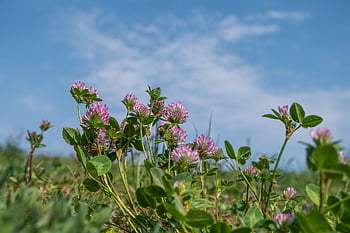 trifoglio, trifoglio di prato, pianta, Fiore di campo, pianta da foraggio, fiore, fiorire, fioritura, sfondo di fiori, rosa, bellissimi fiori
