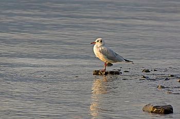 Möwe, Vogel, Die Nadel, Tier, Wasservogel, Tierwelt, Natur, Wasser, Sonnenuntergang, Vögel beobachten, Vogelkunde