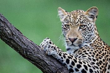 Animale naturale leopardo, Africa, ramo, carnivoro, gatto, orecchie, viso, pelliccia, habitat, leopardo, mammifero