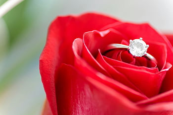 diamond ring, red rose, close-up, shining diamond, vibrant red, elegance, romance, silver-colored ring, engagement ring, floral jewelry, romantic gift