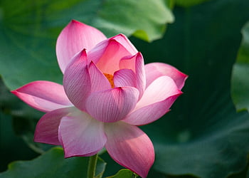 lotus, krásné květiny, květinové tapety, květ, lotosový květ, růžový květ, okvětní lístky, růžové okvětní lístky, vodní rostliny, květinové pozadí, flóra