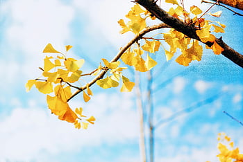 yellow flowers, ginkgo leaves, vibrant yellow, bright blue sky, autumn sky, fall foliage, tree branches, nature photography, seasonal beauty, outdoor scenery, yellow leaves