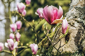 magnolias, spring Greeting, flower Background, spring Awakening, blooming, garden, pink, beautiful, atmospheric, mood, harbinger Of Spring