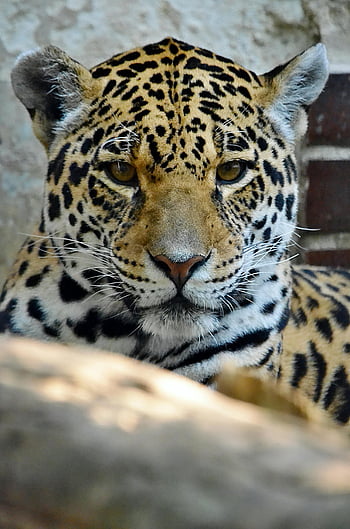 macan tutul, merapatkan, mantel berbintik, sengit, hewan, margasatwa, alam, kucing besar, predator, potret, detail