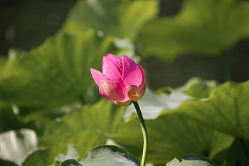 lotos, kwitnący lotos, różowy kwiat, lotosowy staw, kwiatowa tapeta, staw, kwiat, piękne kwiaty, roślina wodna, flora, Natura