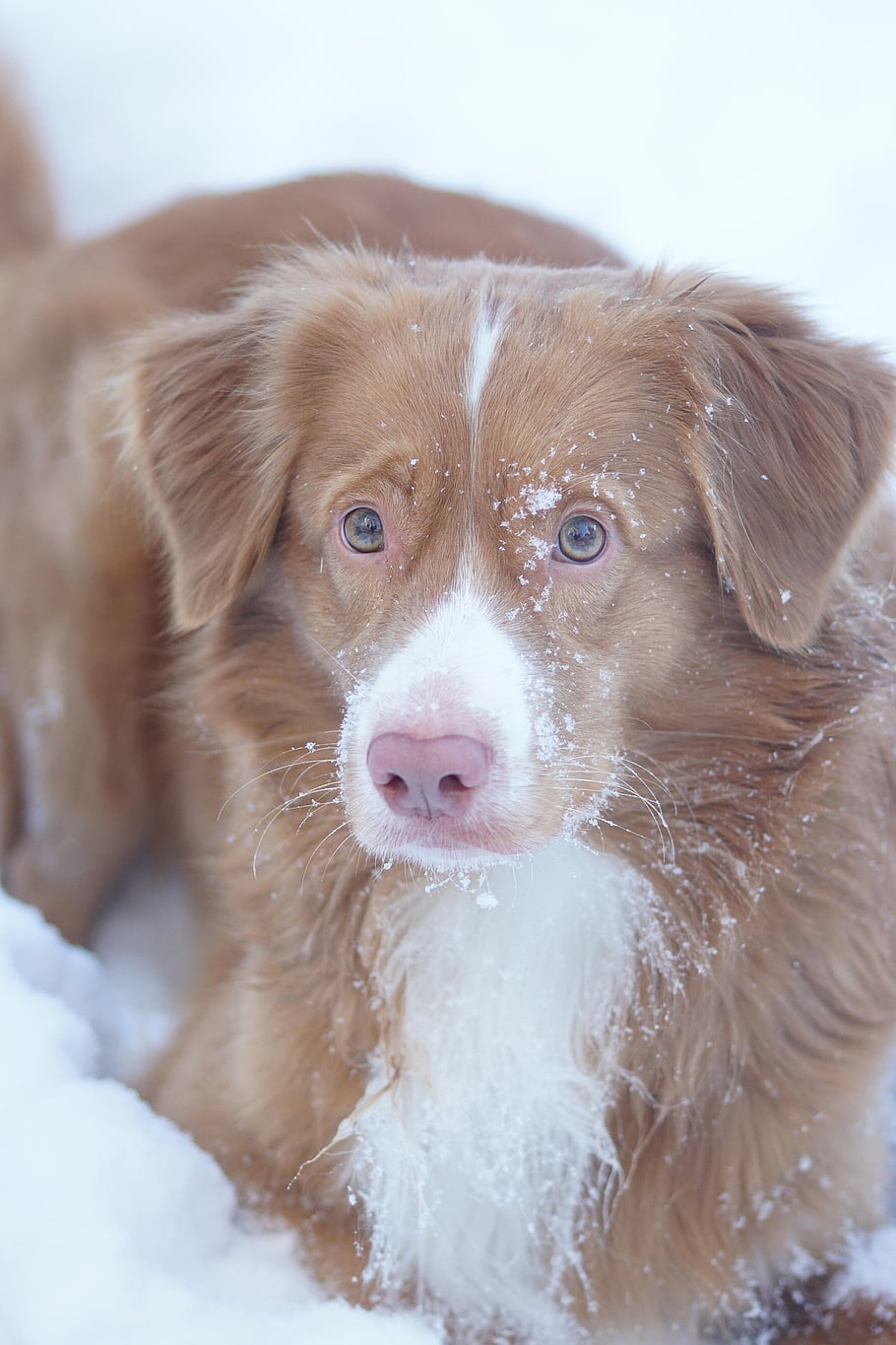 anjing, novascotian, retriever, potret