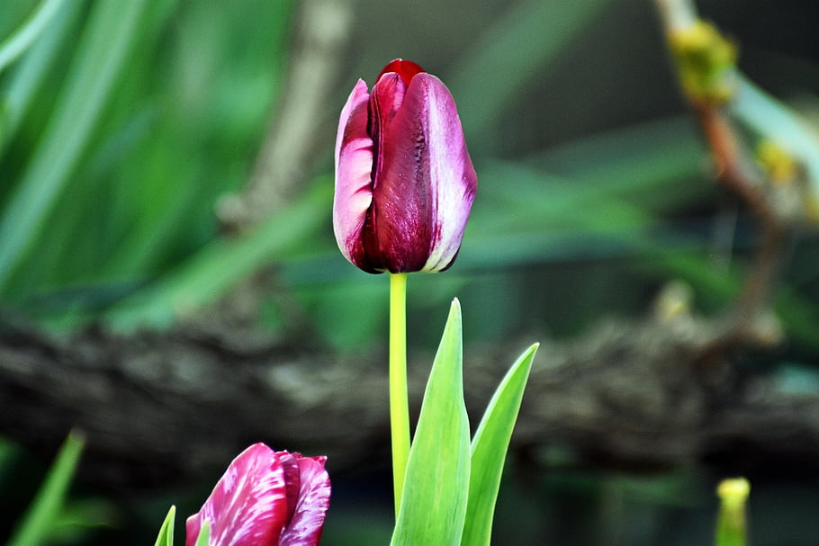 tulipán, zahrada, veselí, nálada, barva, Příroda, kvete na, Pozadí, flóra, zelená, Červené